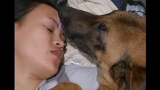 lambingan time namin ni Colette belgianmalinois doglover malinoislovers malinois [upl. by Mcallister]