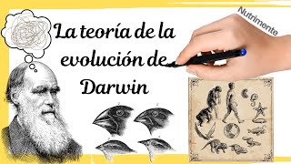 La teoría de la EVOLUCIÓN de DARWIN [upl. by Eirac]