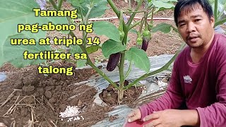 Tamang pagabono ng urea at triple 14 fertilizer sa talong ll Calixto f1 [upl. by Silda664]