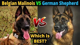 Belgian Malinois VS German Shepherd Which is Best  Dog vs Dog  TUC [upl. by Aklam816]