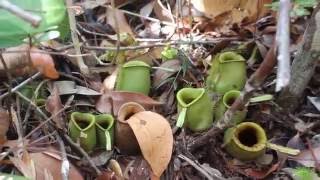 Nepenthes Ampullaria  Borneo  Bako National Park [upl. by How]