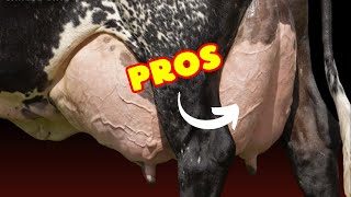 Raising Girolando Cattle Pros and Cons [upl. by Jasmina]