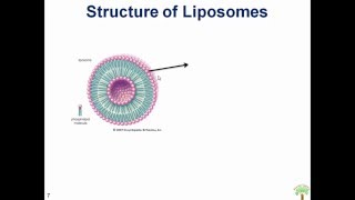 Liposomes A Novel Drug Delivery System [upl. by Camella]