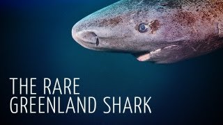 Rare Encounter with Greenland Shark  Adam Ravetch [upl. by Talley]