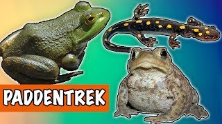 De paddentrek 🐸  DierenpraatTV [upl. by Edlin866]