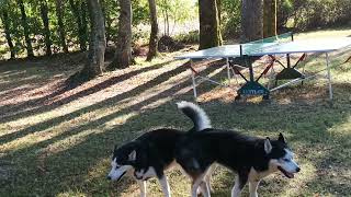 Nouage chien Husky accrochage accouplement de chien Husky dog mating [upl. by Klina]