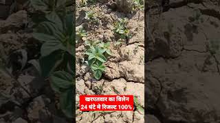 24घंटे में खरपतवार का सम्पूर्ण सफाया weed control [upl. by Aserahs]