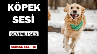 Gerçek Köpek Sesleri  Yüksek Kalite  Sevimli Köpek Deneyimi  4K [upl. by Prem206]