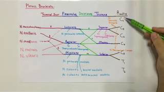 ANATOMİ17KONUKasların Sinir Seviyeleri pleksus brachialis [upl. by Lindgren420]