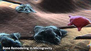 Bone Remodeling in Microgravity [upl. by Amoihc302]