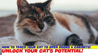 How to Teach Your Cat to Open Doors amp Cabinets [upl. by Rem740]