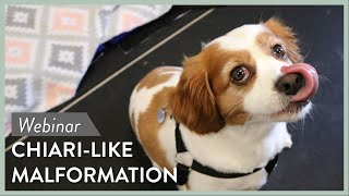 Canine ChiariLike Malformation amp Neuropathic Pain  Webinar Series Lecture  2 [upl. by Enamrahs402]