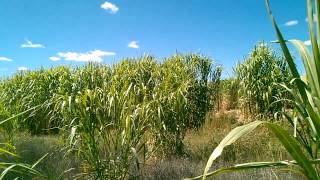 Maralfalfa en Chihuahua [upl. by Yentrac]