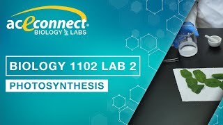 Biology Lab  Photosynthesis [upl. by Lrem]