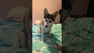 Sapphie the pomsky POV your puppy becomes a dog [upl. by Cardinal]