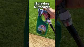 Bermuda Grass amp Nutsedge shorts bermudagrass lawncare gardeningtools [upl. by Saoj]