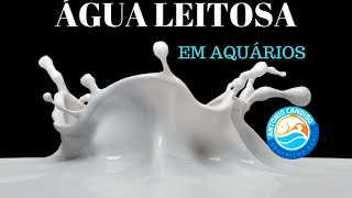 AGUA LEITOSA EM AQUARIOS O QUE FAZER [upl. by Hainahpez]