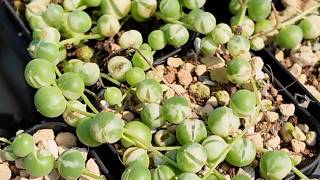 How to Propagate Senecio Rowleyanus Jacobs with a 100 Success Rate [upl. by Raybourne]