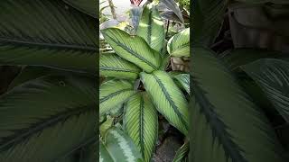 Calathea Princeps  Miss Mary Cris calathea princeps prayerplant nature garden bolinao pang [upl. by Ellord]