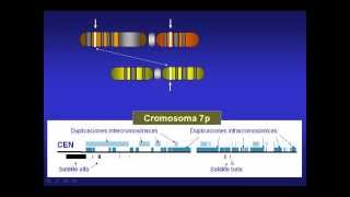 Duplicaciones segmentarias en el genoma humano [upl. by Lohse]