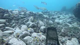 Under water on the reef in the Florida Keys [upl. by Tchao569]