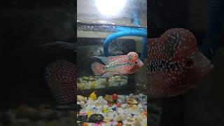 Flowerhorn 4 months srd flowerhorn [upl. by Aural]