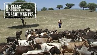 CABREROS TRASHUMANTES EXTREMEÑOS A la Sierra de la Vera [upl. by Trebma]