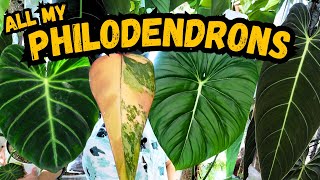 😮 My Entire Philodendron Collection 🌱 Melanochrysum Luxurians McDowell Strawberry 🤝  houseplants [upl. by Lubeck]