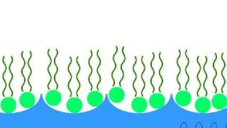 Micelle Formation Elan and Holly [upl. by Ainsworth]