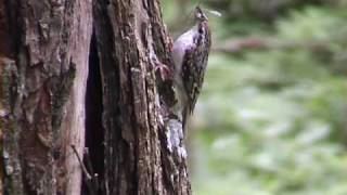 TRÄDKRYPARE Eurasian Treecreeper Certhia familiaris Klipp  94 [upl. by Aisor]