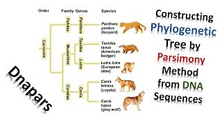 Constructing Phylogenetic Tree by Parsimony Method from DNA Sequences [upl. by Lahsiv]