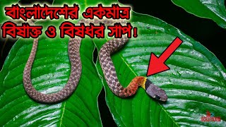 বাংলাদেশের একমাত্র বিষাক্ত ও বিষধর সাপ লালগলা সাপ ১০ Solutions [upl. by Orecul]