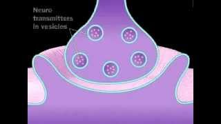 Neuronal Synaptic Cleft  A Level Biology [upl. by Engis577]