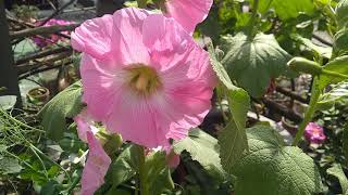 Alcea Rosea  How to Grow hollyhocks Alcea rosea in the garden  nurserylive [upl. by Anilecram]