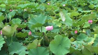 Lotus Pond 植物園荷花池 荷花就是蓮花 [upl. by Evangeline]