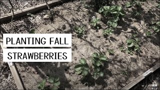 Planting fall strawberries [upl. by Xel416]