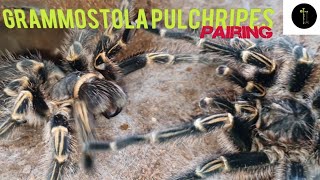 Giant Tarantula Pairing  Grammostola Pulchripes [upl. by Custer]