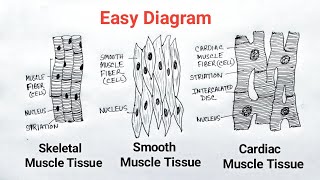 How to Draw Muscle Tissue  Muscular Tissue Drawing [upl. by Kress]