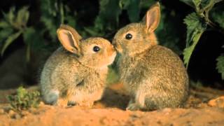 Rabbits Kiss [upl. by Elnora]