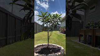 🏡 Loquat Tree 枇杷树 3 🌳  第一年夏季修剪后  After Year 1 Summer Pruning Garden Journal 20240704 [upl. by Nisaj324]