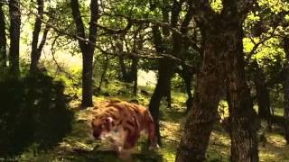 Extinction Smilodon The Saber Toothed Tiger Nature amp Animal Documentary Part 1 [upl. by Nnarual]