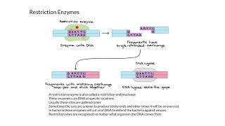 Restriction Enzymes [upl. by Ednutabab]