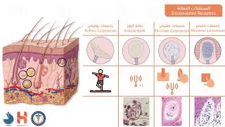 الغدد الزهمية والمستقبلات اللمسية  Sensory receptors amp Sebaceous glands [upl. by Dazhehs10]