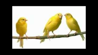 Kanarie fluit heel mooi  Nice singing Canary [upl. by Bunny882]