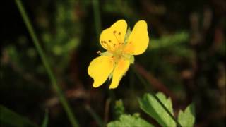 How to identify Tormentil Potentilla erecta [upl. by Assirahs264]