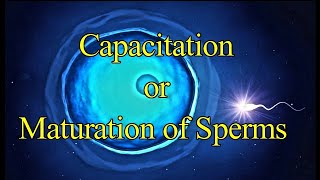 Capacitation of Sperm I Maturation of Sperm I Acrosomal Reaction I Fertilization I Developmental [upl. by Retlaw437]