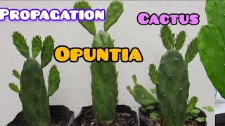 How to propagation opuntia cactus very easily 🌵 [upl. by Rusty]