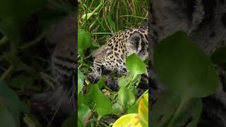 Caimans lucky escape from jaws of a jaguar ad [upl. by Kaitlynn]