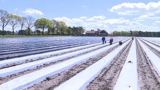 Windhoos zorgt voor ravage bij aardbeienteler in Rijsbergen [upl. by Amie239]