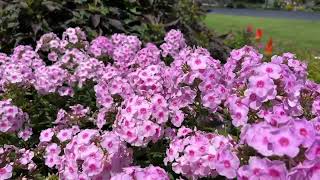 Luminary Opalescence Phlox [upl. by Schapira]